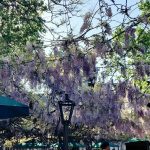 Our Wisteria vine is in Bloom! Photo